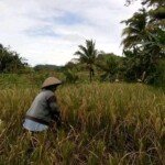 Harga Gabah di Ciamis Anjlok, Petani Buntung Tengkulak Untung