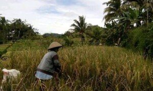 Harga Gabah di Ciamis Anjlok, Petani Buntung Tengkulak Untung