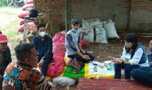 Tahun ini, Bumdesma Cibatu Purwakarta Antusias Capai Target Panen Jagung