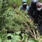 Polri Gagalkan Peredaran 529 Kg Ganja dan Musnahkan 7 Hektare Ladang Ganja di Aceh