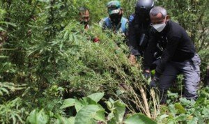 Polri Gagalkan Peredaran 529 Kg Ganja dan Musnahkan 7 Hektare Ladang Ganja di Aceh
