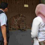 Dua Harimau di TM Ragunan Sempat Terinfeksi Covid-19, Kini Telah Sehat