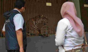 Dua Harimau di TM Ragunan Sempat Terinfeksi Covid-19, Kini Telah Sehat