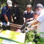 Warga Lais Serahkan Siamang Langka ke BKSDA Sumsel