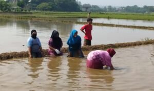 Serunya Lomba Gubyag Balong di HUT RI ala Warga Tegal Junti Purwakarta