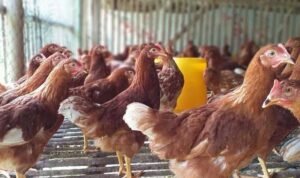 Diskannak Purwakarta Tak Tahu Kenapa Ayam Bantuan Banyak yang Mati