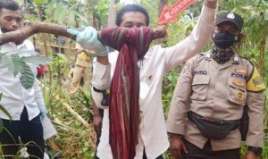 Yulius Ditemukan Tak Bernyawa di Pohon Mangga