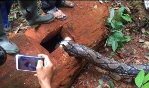 Warga Desa Sei Buluh, Libas Dua Pyton Raksasa