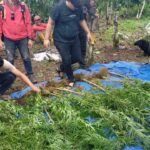 Ada Ladang Ganja Siap Panen Seluas 1,5 Hektar di Kebun Kopi di Lahat