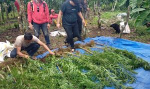 Ada Ladang Ganja Siap Panen Seluas 1,5 Hektar di Kebun Kopi di Lahat