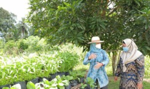 Manfaatkan Halaman Rumah, Warga Desa Sungai Padang Tanam Toga dan Sayur-Mayur