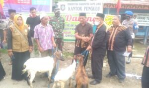 Dispangkan Gayo Lues Distribusikan 170 Ekor Kambing ke Rikit Gaib