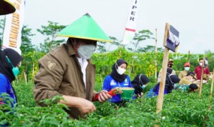 Herman Deru Semangati Warga Olah Cabai Lado Gerakkan Ekonomi di Desa-Desa