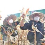 Herman Deru Panen Jagung Dilahan Demplot Kodim 0406 Linggau