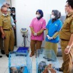 Peringati Hari Rabies Sedunia, Pemprov Sumsel Gelar Vaksinasi Hewan Gratis