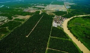 Alih Fungsi Lahan Bakau ke Perkebunan Sawit di Pusung Kapal, LembAHtari Angkat Bicara