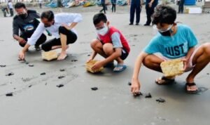 Agar Tidak Punah, Presiden Jokowi Lepas 1.500 Tukik di Cilacap