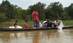 Ribuan Benih Ikan Jelawat Ditebar di Sungai Pengumbak Desa Petaling