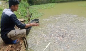 Meski Pernah Gagal, Pemuda Ciamis Terus Kembangkan Budidaya Ikan Lele Sangkuriang