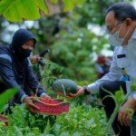 Bupati Dodi Reza Bangga KWT di Muba Berkembang Pesat