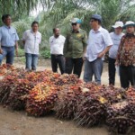 Bertepatan Hari Pangan Sedunia, PSR di Muba Panen dengan Produktifitas Tinggi