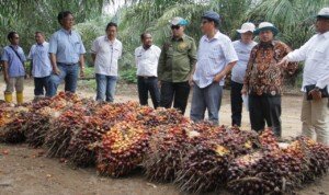 Bertepatan Hari Pangan Sedunia, PSR di Muba Panen dengan Produktifitas Tinggi