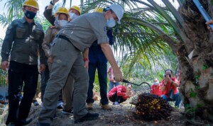 Mentan Minta Muba Pertahankan Produktifitas PSR Kelapa Sawit