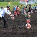Presiden Jokowi Minta Mentan Tingkatkan Produktivitas Jagung Nasional