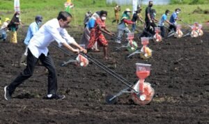 Presiden Jokowi Minta Mentan Tingkatkan Produktivitas Jagung Nasional