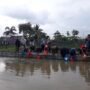 Pertamina RU III Plaju fokus dalam pembudidayaan benih ikan belida di Mariana, Banyuasin, Sumsel, belum lama ini.
