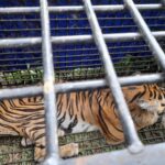 Sempat Tewaskan 2 Warga, Harimau di Merangin Berhasil Ditangkap