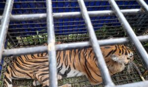 Sempat Tewaskan 2 Warga, Harimau di Merangin Berhasil Ditangkap