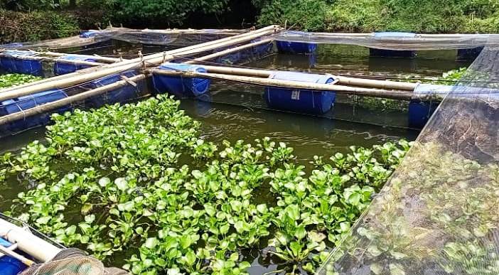Kolam ikan air tawar yang berisi ribuan ikan, disediakan melalui CSR Pertamina untuk warga Lorong Nangka 1 Sugihwaras Talang Jambe Palembang Sumsel (Hari Wijaya Kasturi / Mattanews.co)