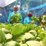 Kreatif Berbalut Semangat Wujudkan Kampung Pangan Inovatif dan Kampung Hijau Palembang