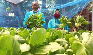 Kreatif Berbalut Semangat Wujudkan Kampung Pangan Inovatif dan Kampung Hijau Palembang