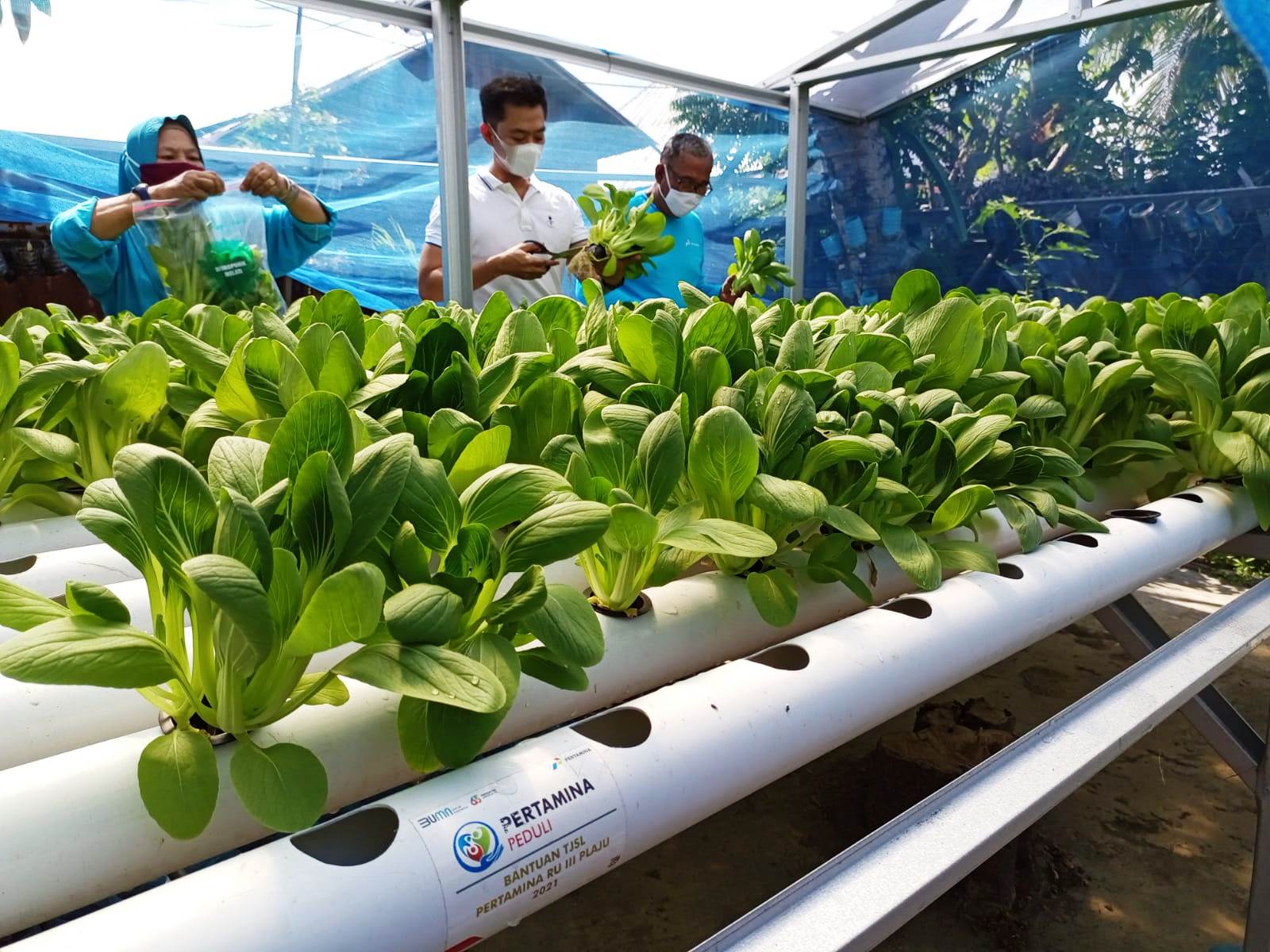 Sayur Pakcoy yang sudah ditanam sebulan lalu, kini panen untuk ke sekian kalinya. Sayur yang ditanam di alat hidroponik, merupakan bantuan CSR PT KPI RU III Pertamina Plaju Palembang, sejak setahun terakhir (Hari Wijaya Kasturi / Mattanews.co)