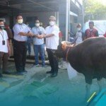 Idul Adha 1442 H, PLN UIW S2JB Tebar Berkah Daging 26 Ekor Hewan Kurban