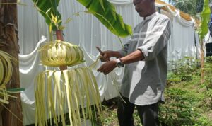 Cerita Amrul Pembuat Janur Kuning Pernikahan di Prabumulih