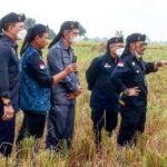 Menteri Pertanian Panen Padi di Karawang