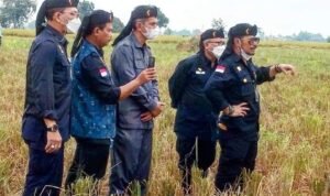 Menteri Pertanian Panen Padi di Karawang