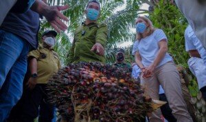 Duta Besar Norwegia Rut Kruger Giverin: Kami Miliki Berbagai Program Keberlanjutan Perkebunan Sawit