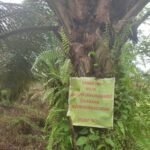 Panen Buah Sawit di Kebon Sendiri, Sunardi Karim Ditangkap Polisi