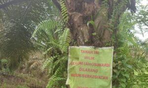 Panen Buah Sawit di Kebon Sendiri, Sunardi Karim Ditangkap Polisi