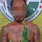 Tanam Ganja di Rumah, Pria Bertato Dibekuk Satres Narkoba Polres PSP