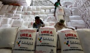 Produktivitas Petani Sumsel Meningkat Karena Pupuk Subsidi