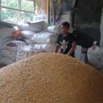 Kiat Sukses Pengusaha Jagung di Purwakarta ini Terobos Dampak Pandemi