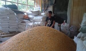 Kiat Sukses Pengusaha Jagung di Purwakarta ini Terobos Dampak Pandemi