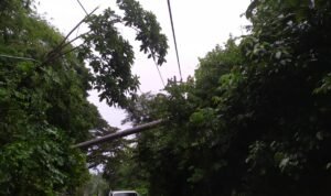 Pohon Tumbang Timpa Tiang Listrik, Jalan Lahat – Pagar Alam Sempat Lumpuh