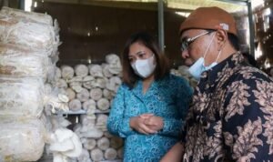Kiat Kelurahan Sidomulyo Tuntungan di Masa Pandemi, Ajak Warga Budidaya Jamur Tiram