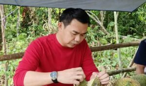 Bupati Kapuas Hulu “Ngelayah” Durian di Kampung Halaman